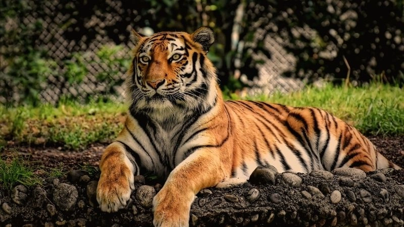 Hổ Sumatra biểu tượng hoang dã của Indonesia