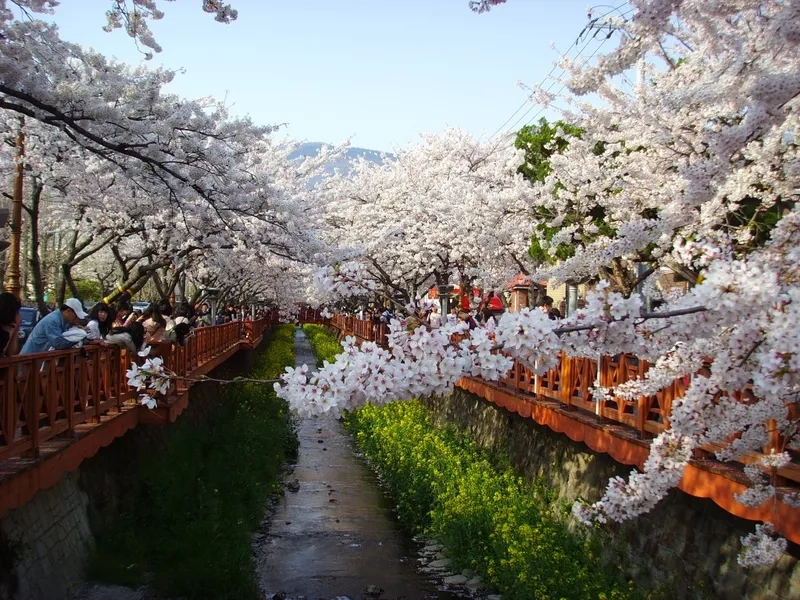 Hoa anh đào Jinhae nở rộ bên dòng suối