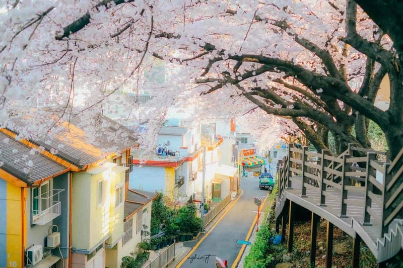 Hoa anh đào nở rộ khắp nơi trên đất Chile