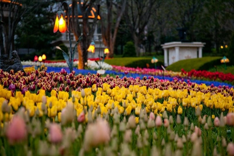 Hoa tulip nở rộ khắp nơi trên đất Thổ Nhĩ Kỳ