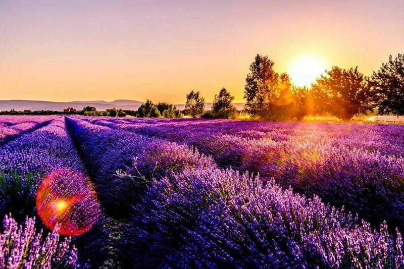 Hoàng hôn Anh lãng mạn ngập tràn lavender