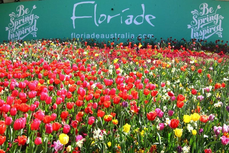 Hoàng hôn Úc lãng mạn cùng hoa tulip