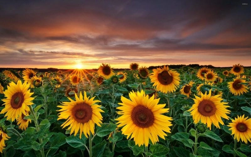 Hoàng hôn Ukraine lãng mạn bên những cánh đồng hướng dương