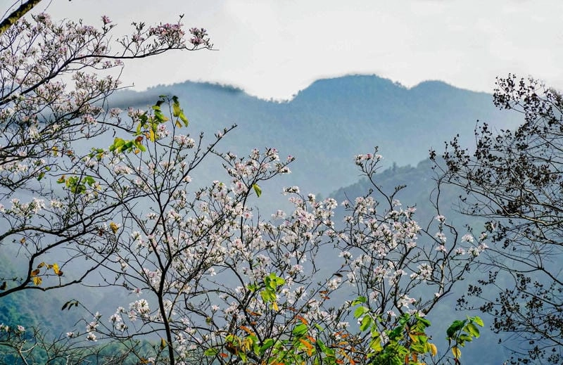 Hư ảo dịu dàng sương mù hoa ban