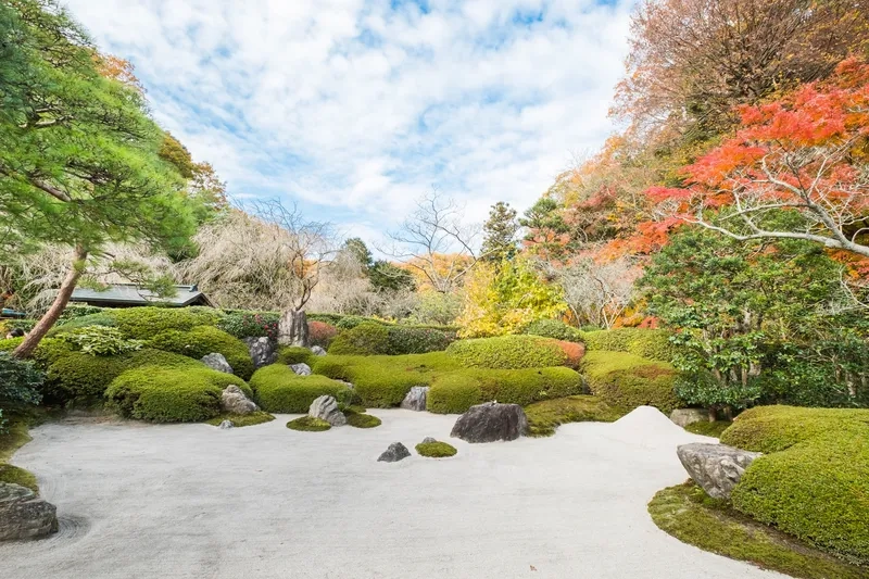 Kamakura rực rỡ sắc thu vàng óng ánh