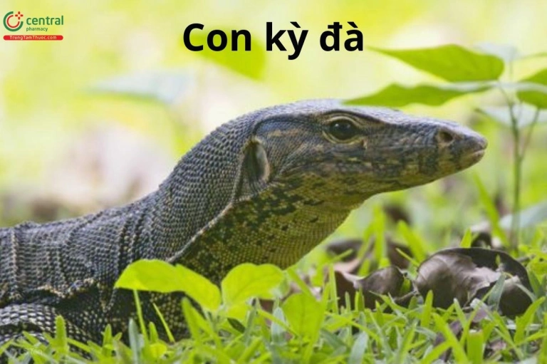 Khám phá kỳ đà, loài bò sát khổng lồ độc đáo của Việt Nam