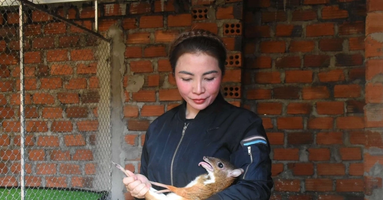 Khám phá mô hình nuôi con cheo độc đáo: Cơ hội làm giàu mới