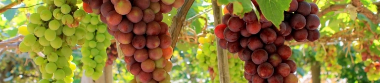 Khám phá Nho Ninh Thuận: Hương vị đặc trưng và địa chỉ mua sắm uy tín năm 2026