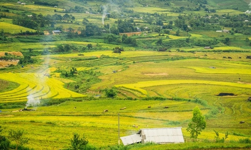 Khám phá những điểm ngắm lúa chín Lai Châu đẹp mê say