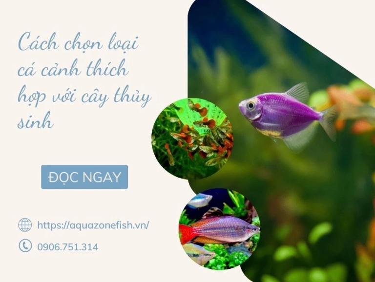 Khám phá thế giới cá thủy sinh: Chọn lựa và chăm sóc cho bể cá của bạn