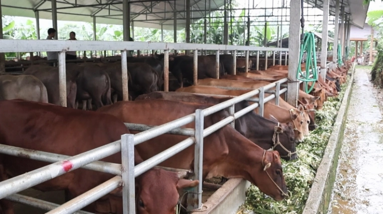 Khám phá thế giới trâu bò: Nuôi dưỡng, đặc điểm và vai trò trong nông nghiệp