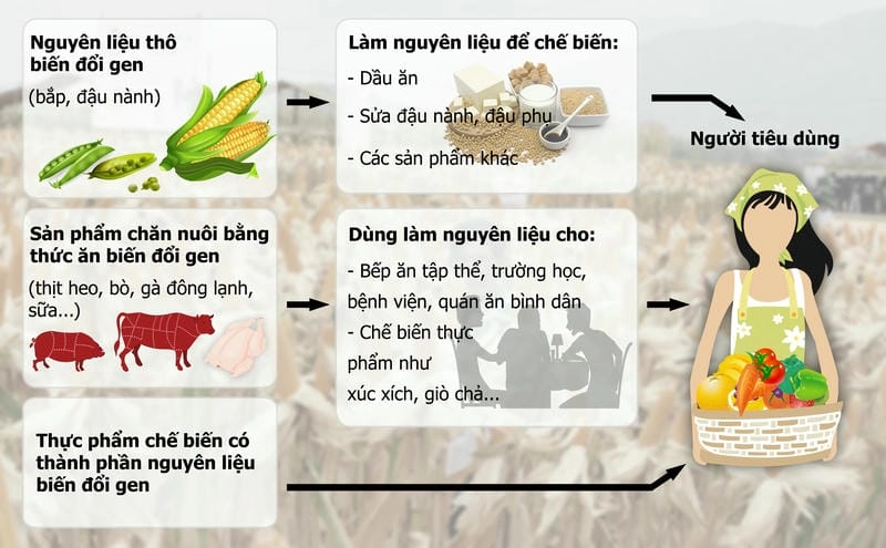 Khám phá thực phẩm biến đổi gen có an toàn không
