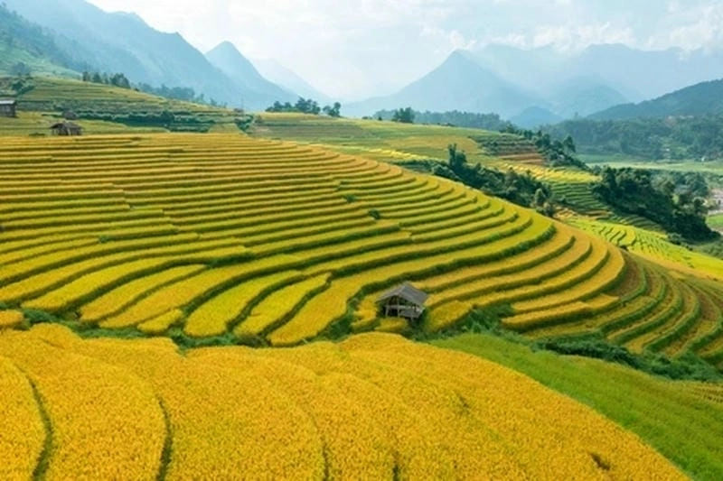 Khung cảnh ruộng bậc thang Sapa kỳ vĩ nhuộm sắc vàng óng ánh