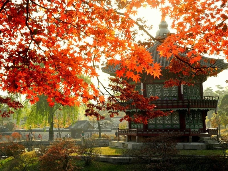 Lá đỏ rực rỡ báo hiệu mùa thu đã về trên đất Hàn Quốc