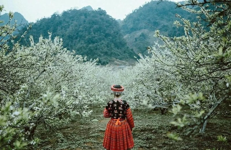 Lạc bước giữa mùa xuân Sapa đầy sắc trắng