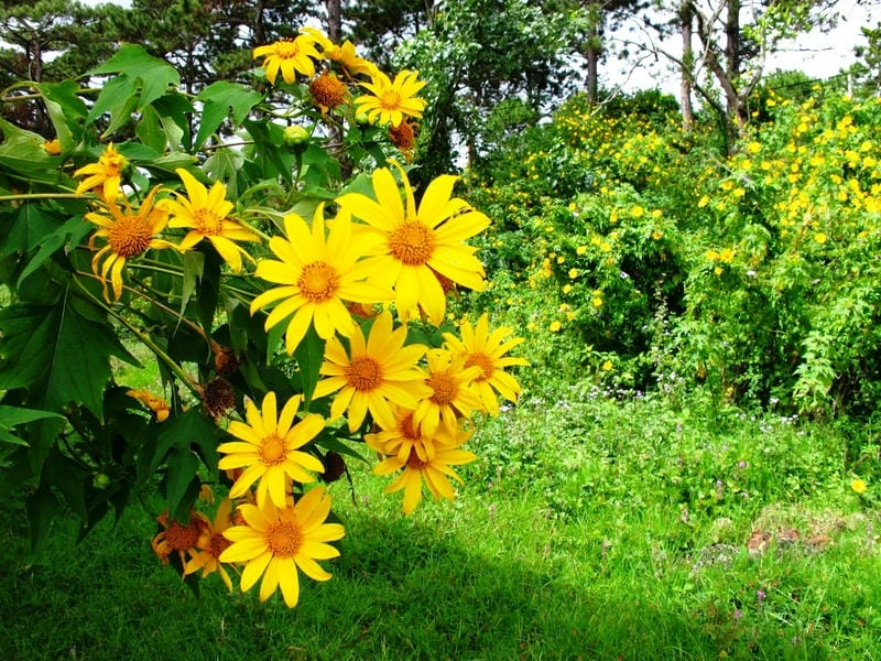 Lắng nghe hơi thở mùa thu Đà Lạt