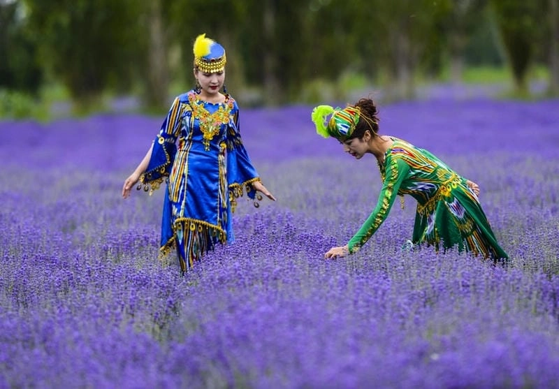 Lavender tím rực báo hiệu mùa hè Anh