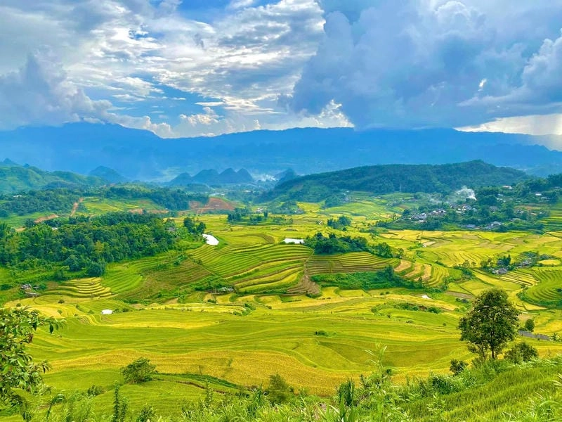Lúa vàng Lai Châu trải dài tạo nên bức tranh thu