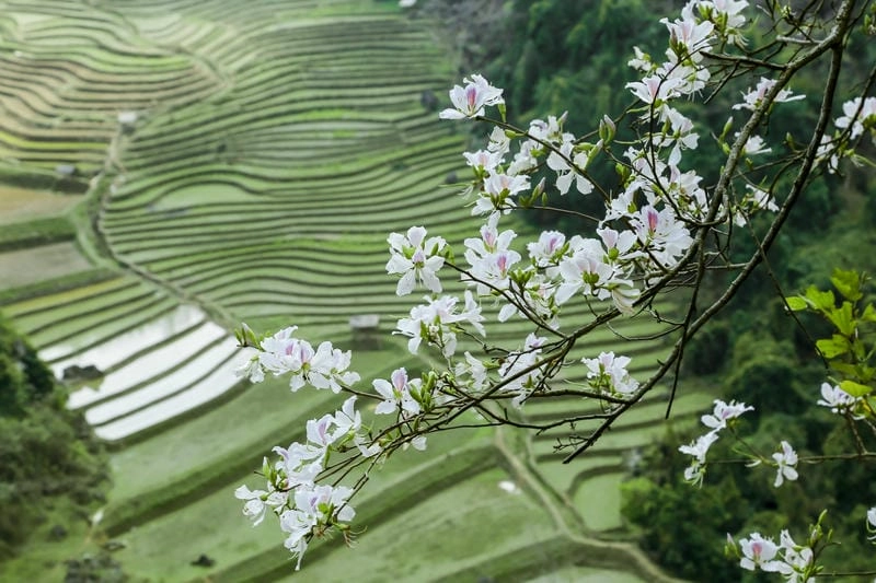 Mê mẩn với những lý do khiến Điện Biên mùa hoa ban thu hút