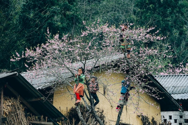 Mờ ảo huyền ảo trong sương mù hoa đào