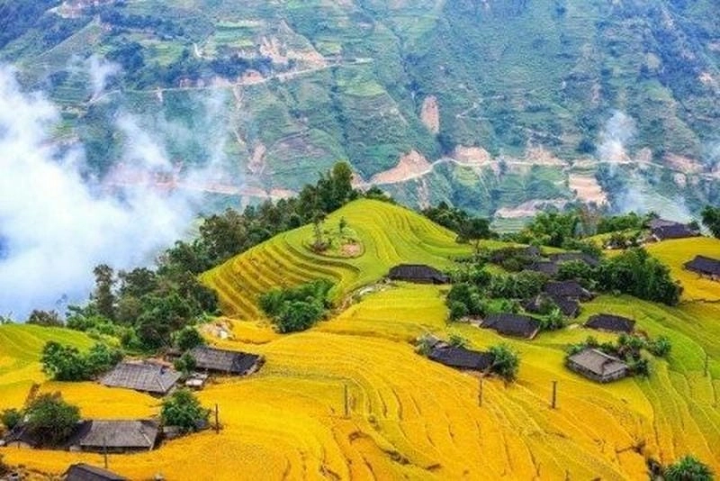 Mờ ảo thơ mộng sương mù lúa chín