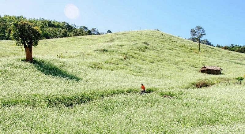 Mùa đông Đà Lạt là thời điểm tuyệt vời để ngắm cải trắng tinh khôi