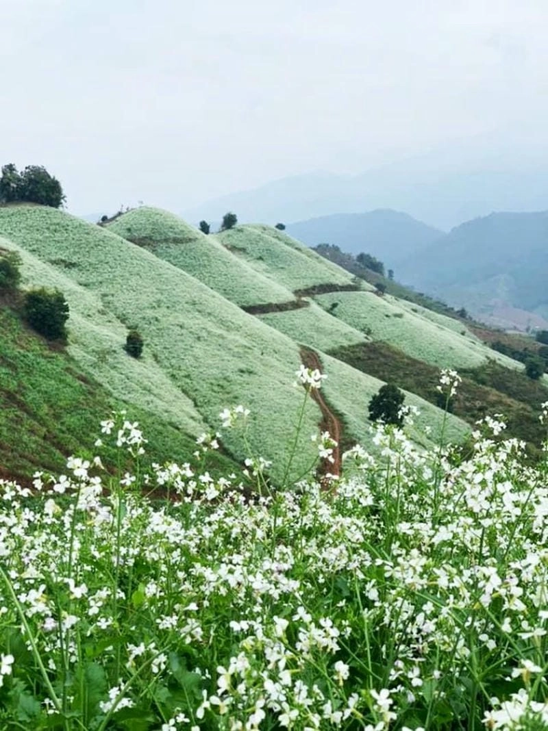 Mùa đông Sơn La cùng hoa cải trắng tinh khiết