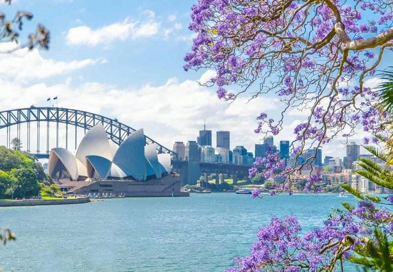 Mùa hè Brisbane ngập tràn sắc hoa phượng vĩ