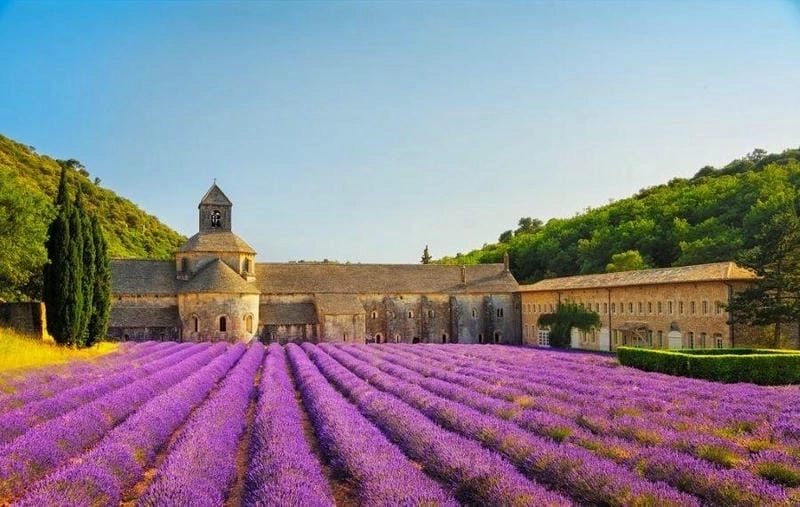 Mùa hè Hvar ngập tràn sắc hoa oải hương