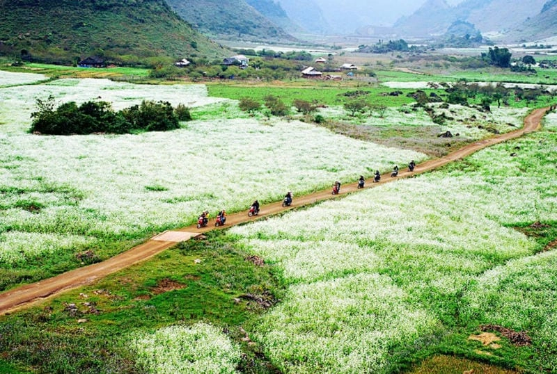 Mùa hoa cải trắng Sơn La thơ mộng quyến rũ