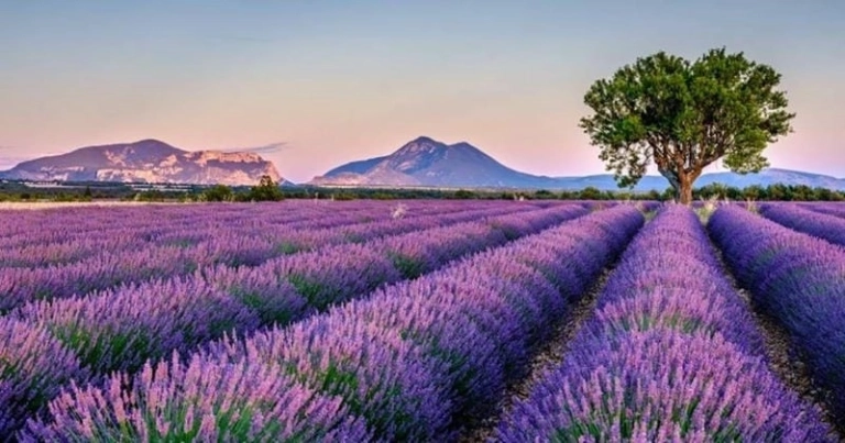 Mùa hoa lavender Anh tím biếc lãng mạn và thơ mộng