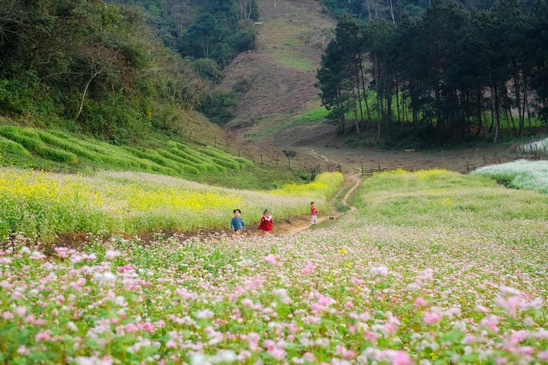 Mùa hoa Mộc Châu rực rỡ sắc màu trên cao nguyên