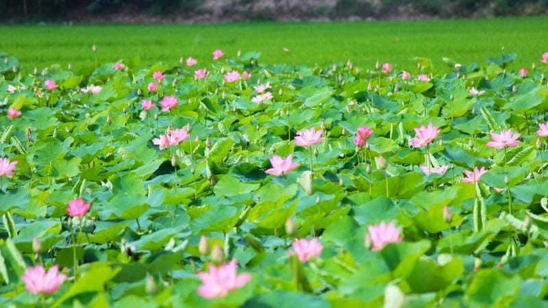 Mùa sen nở rộ trên đồng sen Long An