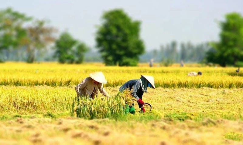 Mùa thu Bắc Ninh với lúa chín vàng ngọt ngào