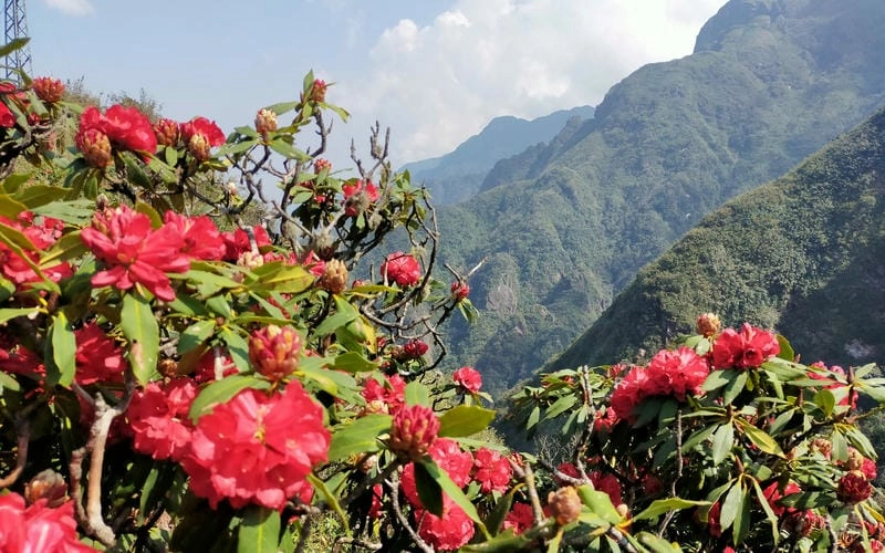 Mùa xuân Himalaya ngập tràn sắc hoa đỗ quyên