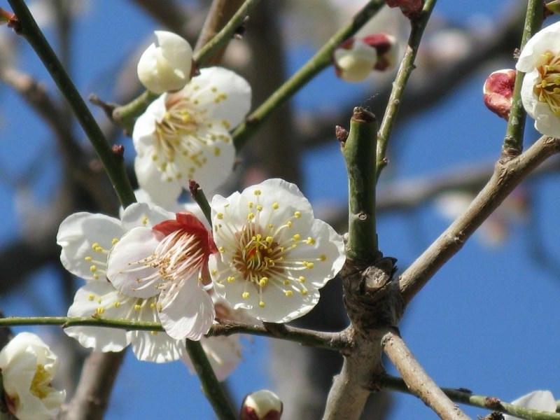 Mùa xuân Osaka ngập tràn sắc hoa mận