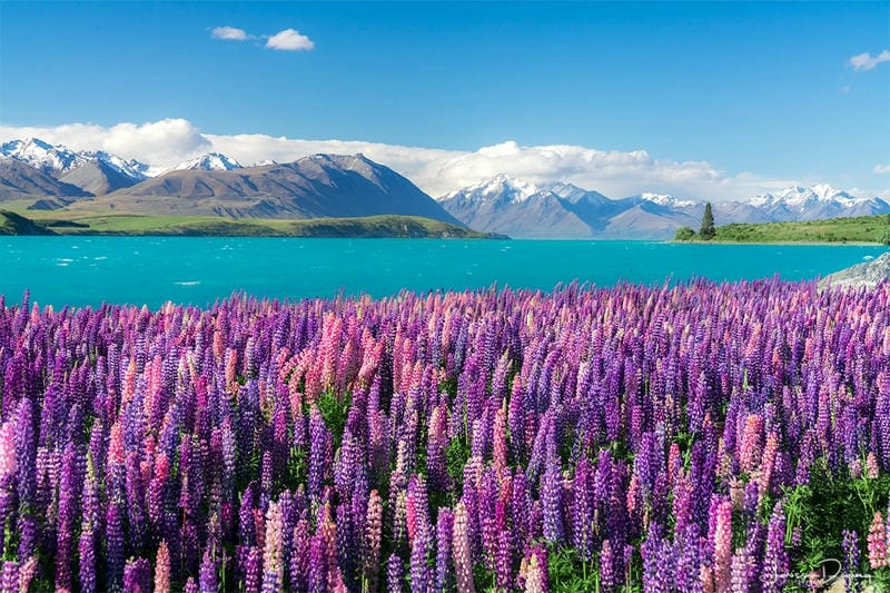 Mùa xuân Wellington ngập tràn Lupins