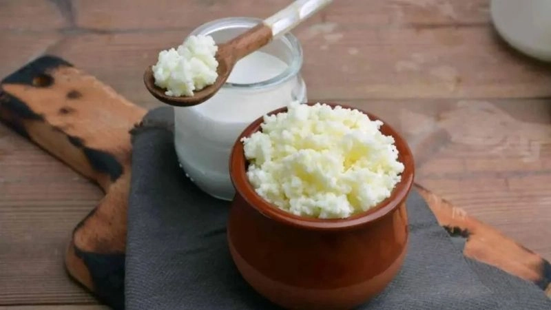Nấm sữa là một loại đồ uống lên men vi sinh 
