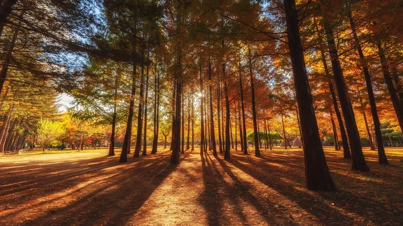 Nami Island điểm hẹn lãng mạn cho các cặp đôi