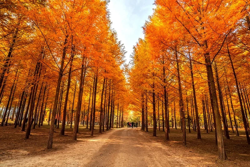 Nami Island mùa thu lá đỏ đẹp như tranh vẽ