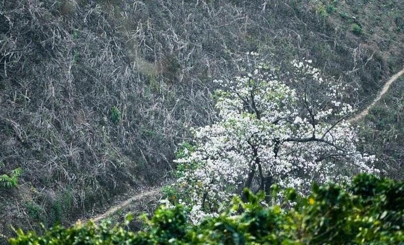 Ngập tràn sức sống hoa ban nở rộ