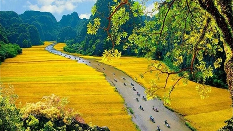 Ngập vàng đồng nội ảnh lúa chín Tam Cốc