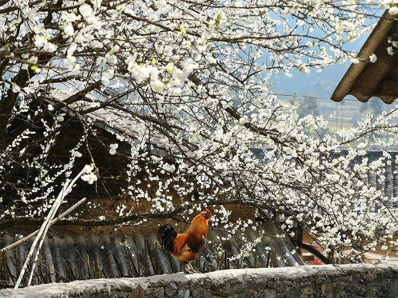 Ngỡ ngàng thời gian lý tưởng để chiêm ngưỡng Sapa