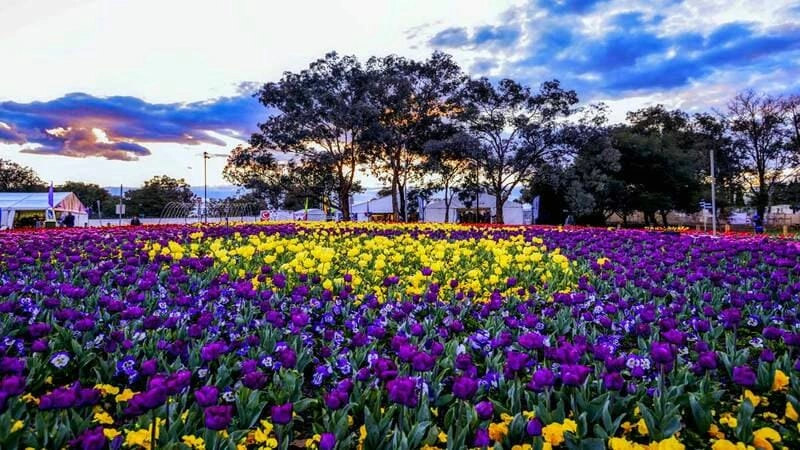 Những lễ hội tulip nổi tiếng ở Úc