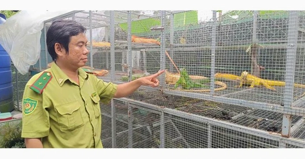 Nuôi rồng tại TPHCM: Thú chơi đắt đỏ và những vấn đề pháp lý