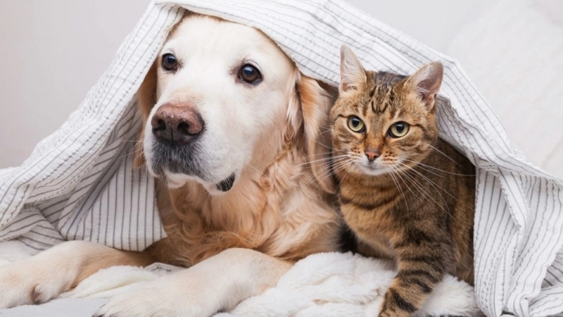 Nuôi thú cưng cần giữ vệ sinh để tránh mùi hôi 