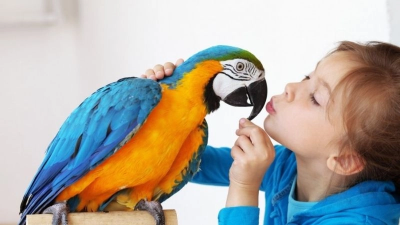 Nuôi vẹt cách chăm sóc để chim khỏe mạnh vui vẻ