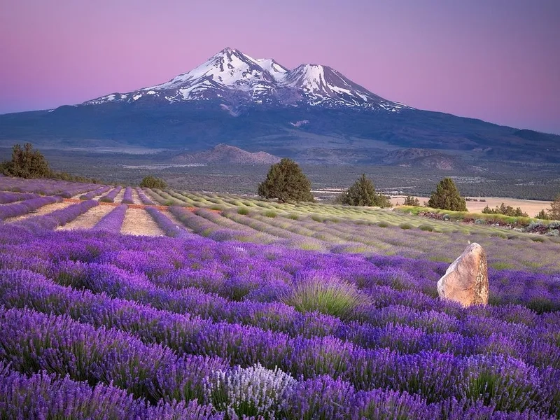 Provence mang sắc tím trải dài bất tận