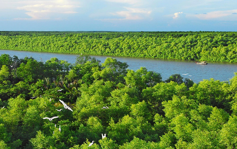 Rừng ngập mặn Cần Giờ được UNESCO được công nhận