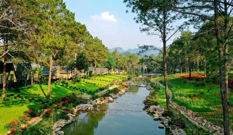 Rừng thông bản Áng Mộc Châu ngập tràn không khí trong lành